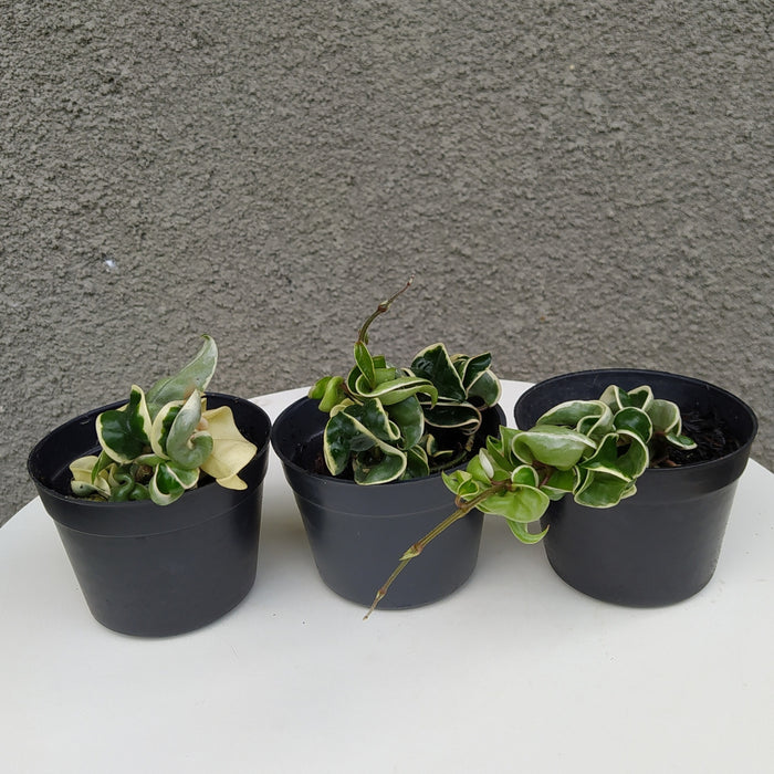 RP013 Hoya Compacta Variegated B (3 pcs-BGR)