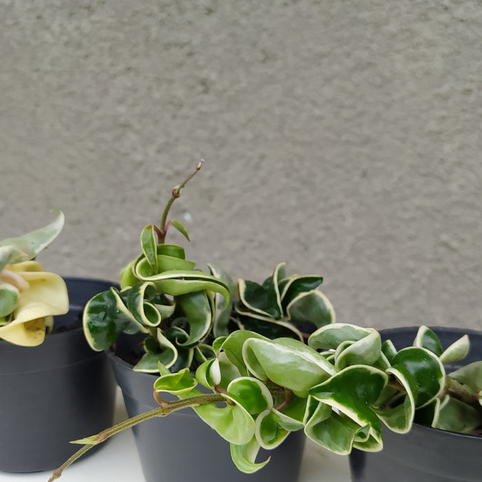 RP013 Hoya Compacta Variegated B (3 pcs-BGR)