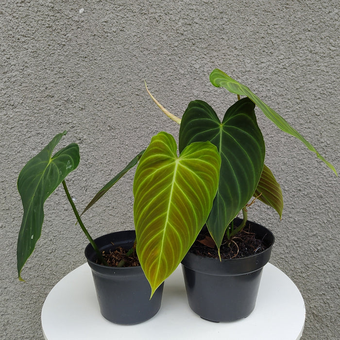 RP007 Philodendron Splendid (2 pcs-BGR)