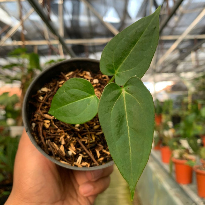 2 Pcs Anthurium Magnificum x Papilaminum (BOGO)