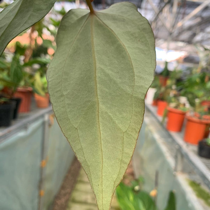 2 Pcs Anthurium Magnificum x Papilaminum (BOGO)