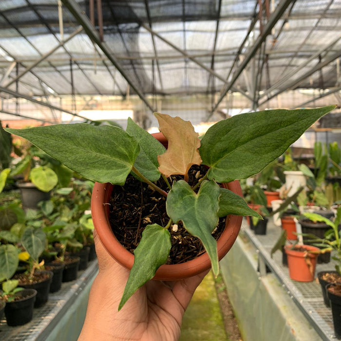 2 Pcs Anthurium Luxurian Indo x Papillilaminum (BOGO)