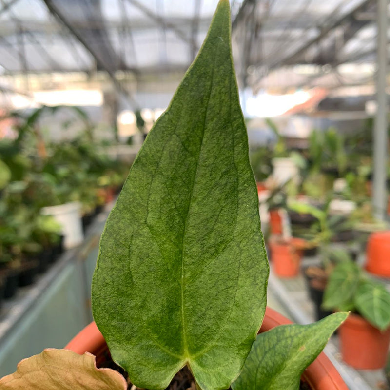 Anthurium Luxurian Indo x Papillilaminum