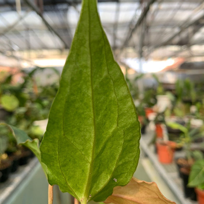 2 Pcs Anthurium Luxurian Indo x Papillilaminum (BOGO)