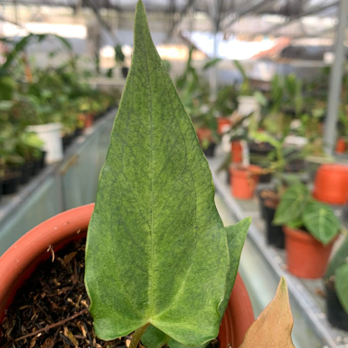 2 Pcs Anthurium Luxurian Indo x Papillilaminum (BOGO)
