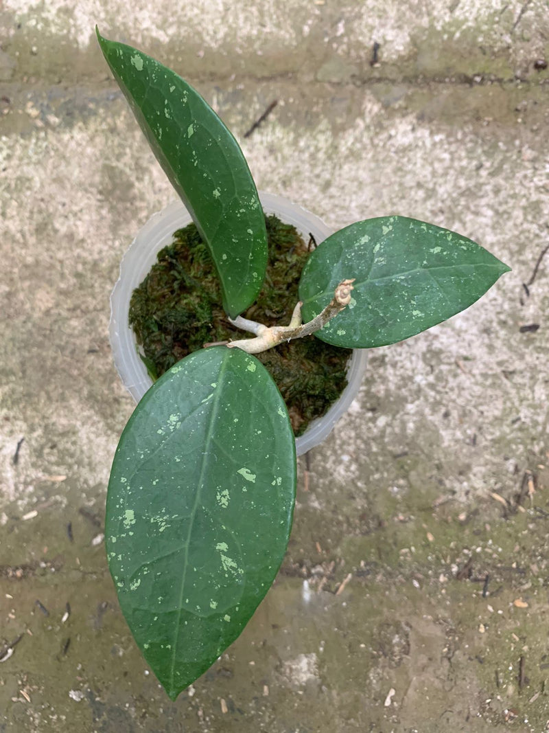 Hoya Verticillata Wonosobo