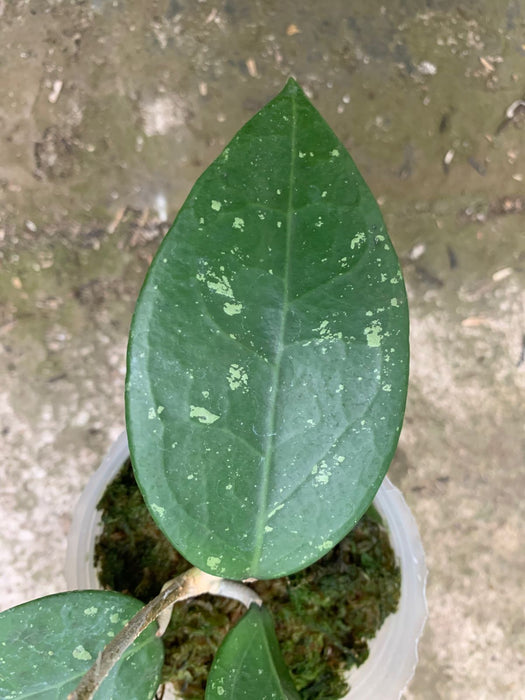 Hoya Verticillata Wonosobo