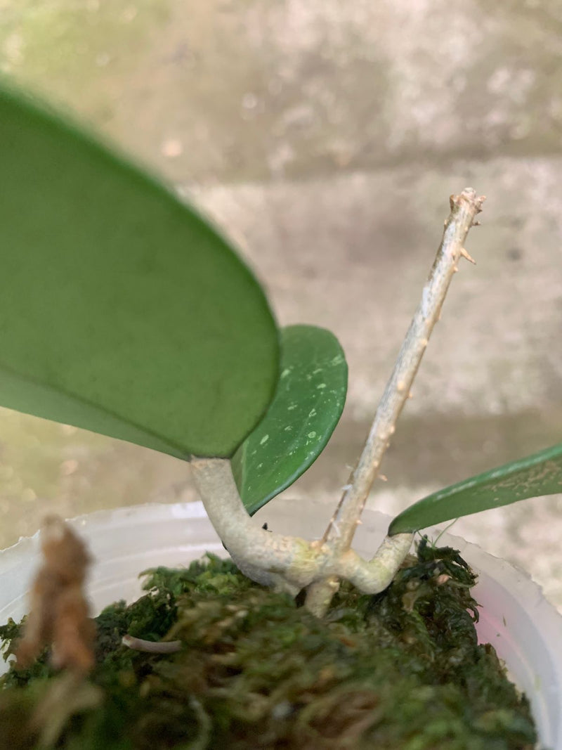 Hoya Verticillata Wonosobo