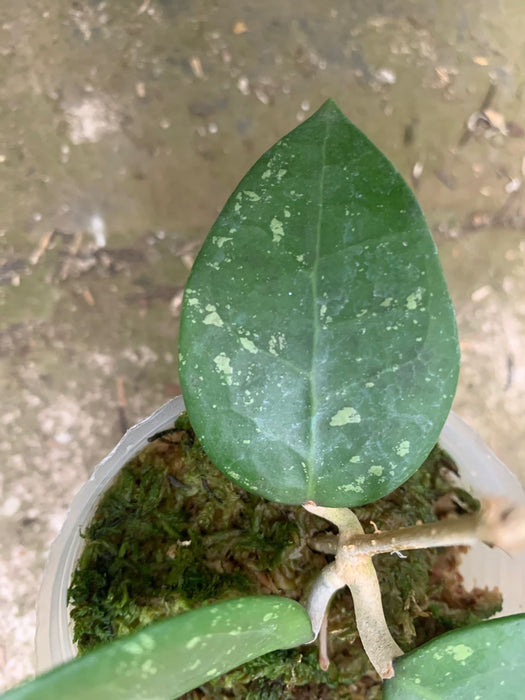 Hoya Verticillata Wonosobo