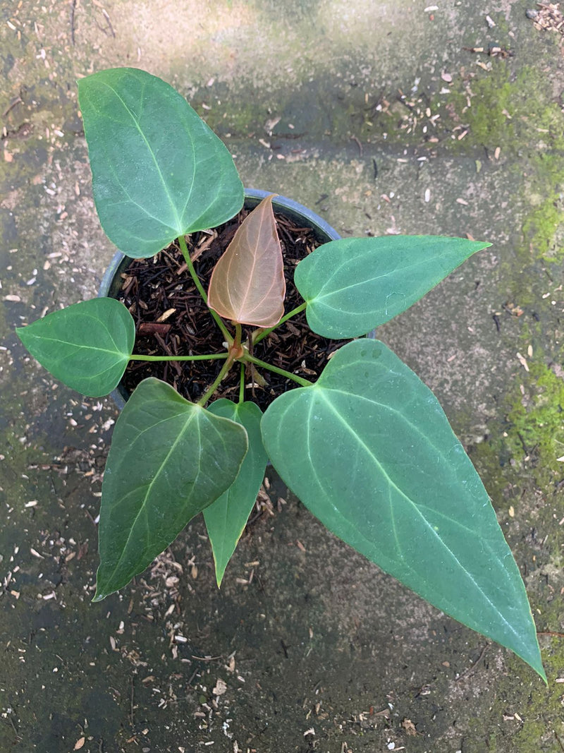 Anthurium Portilae x Papillilaminum