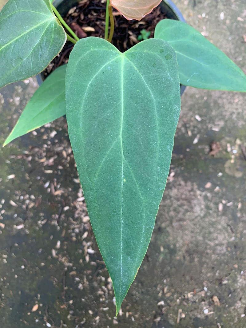 Anthurium Portilae x Papillilaminum