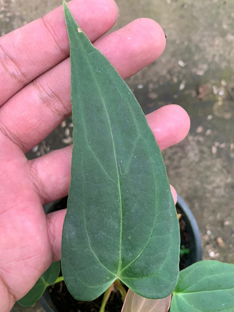 Anthurium Portilae x Papillilaminum