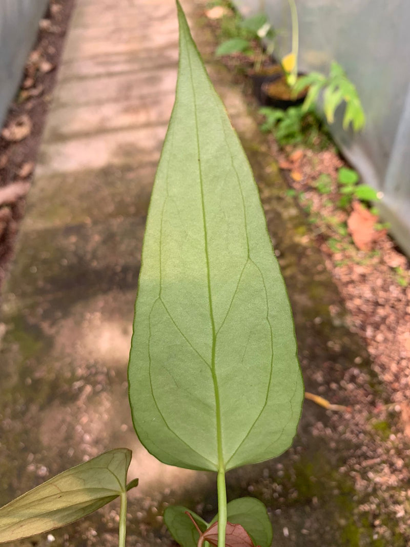 Anthurium Portilae x Papillilaminum