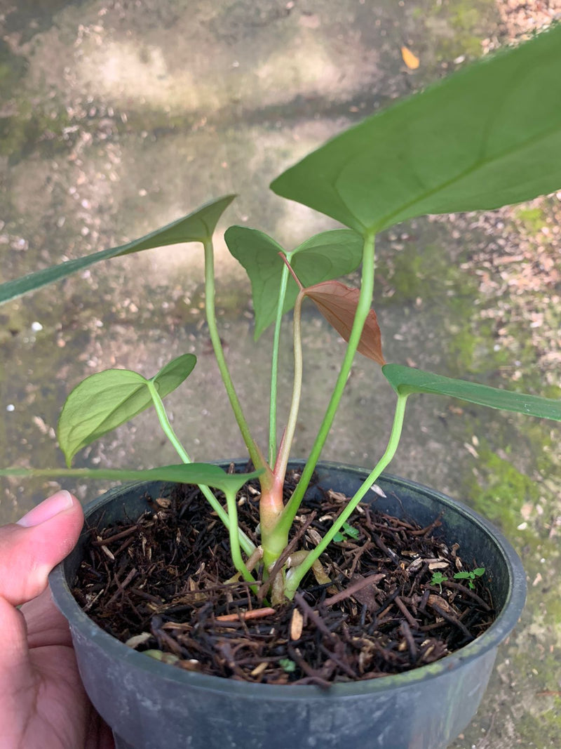 Anthurium Portilae x Papillilaminum