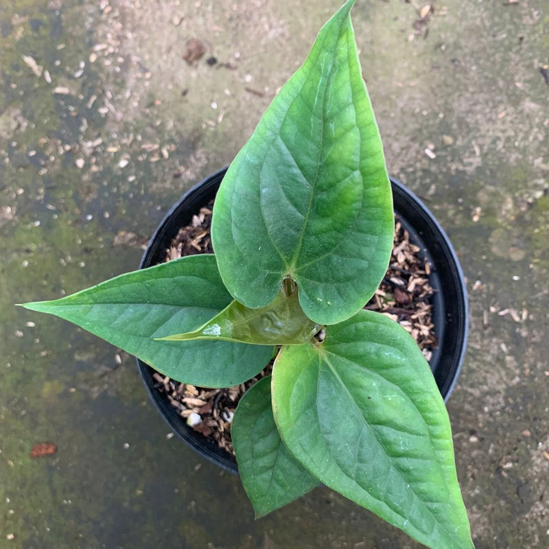 Anthurium Radican x Luxurian