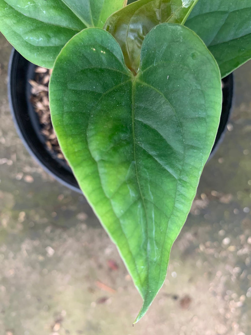 Anthurium Radican x Luxurian