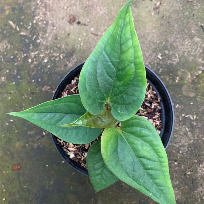 Anthurium Radican x Luxurian