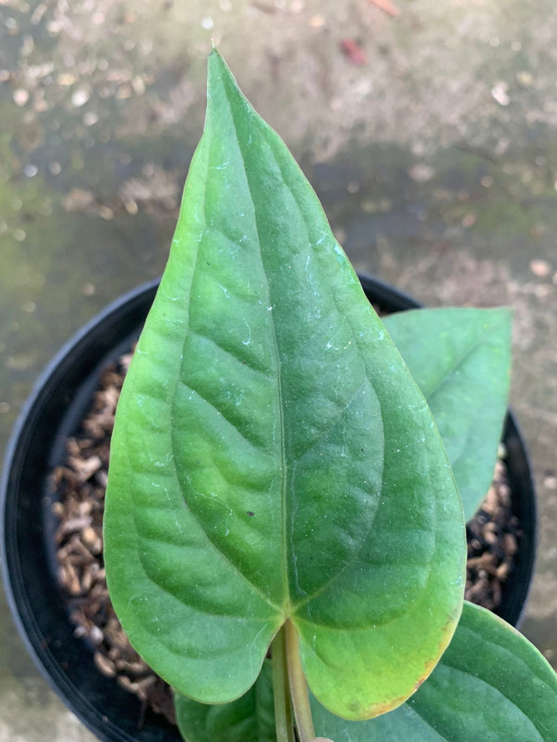 Anthurium Radican x Luxurian