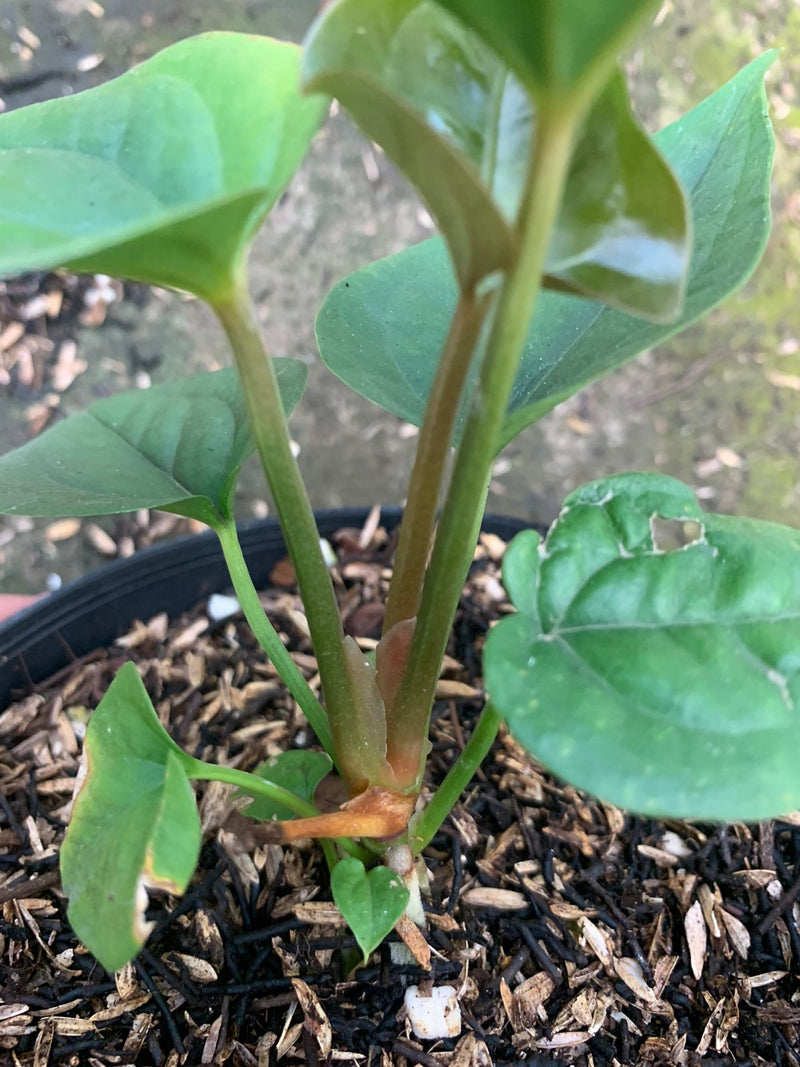 Anthurium Radican x Luxurian