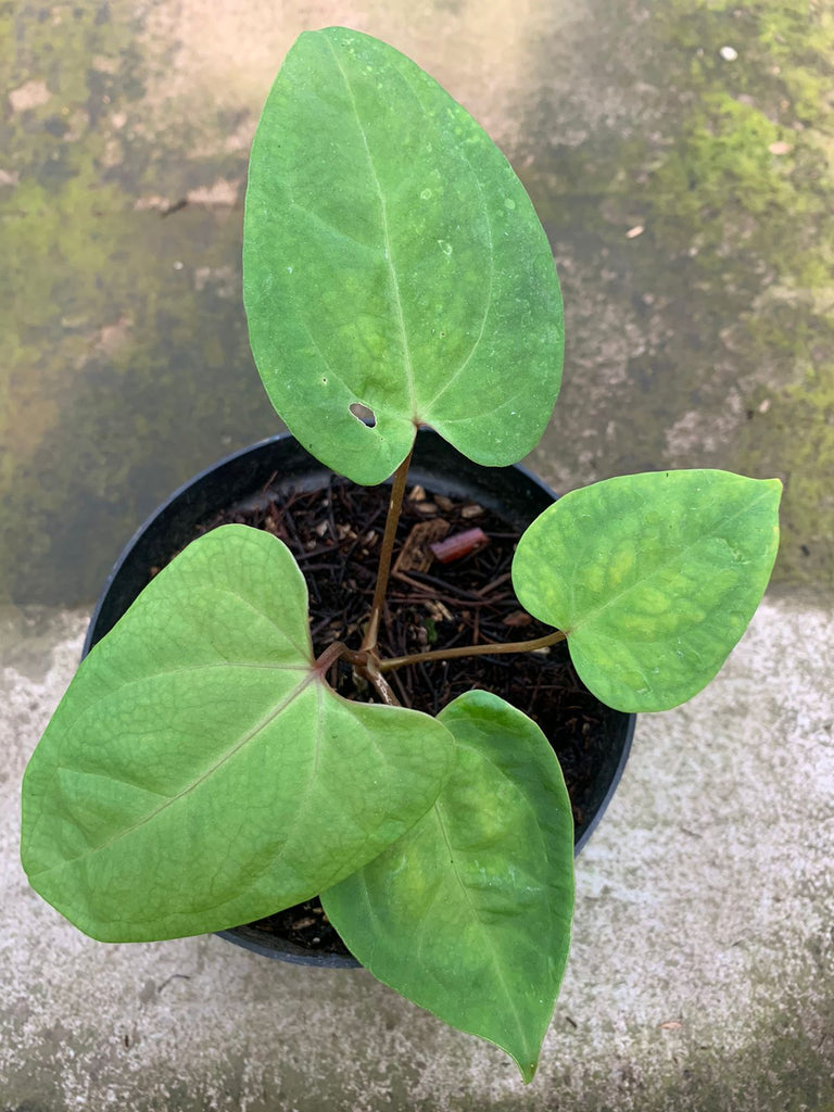 anthurium falcatum Anthurium Papillilaminum Golden — Aroidasia