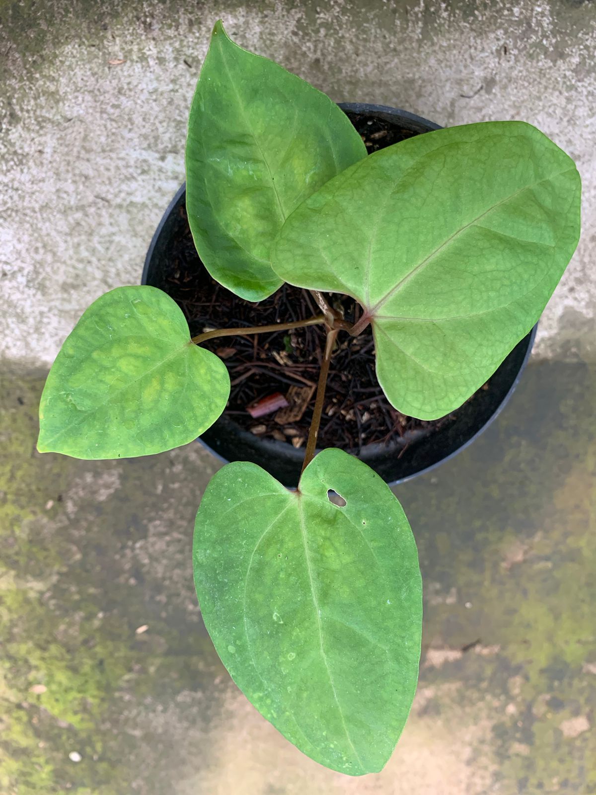 Anthurium Papillilaminum Golden — Aroidasia