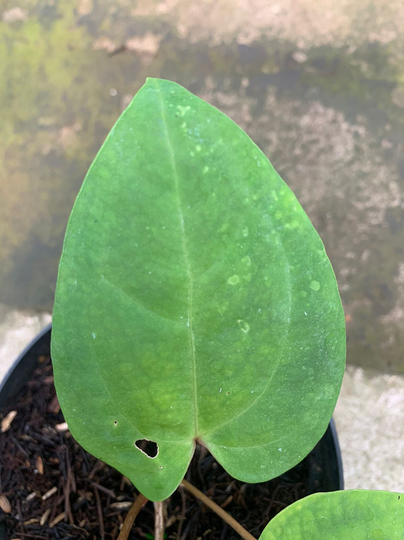 Anthurium Papillilaminum Golden