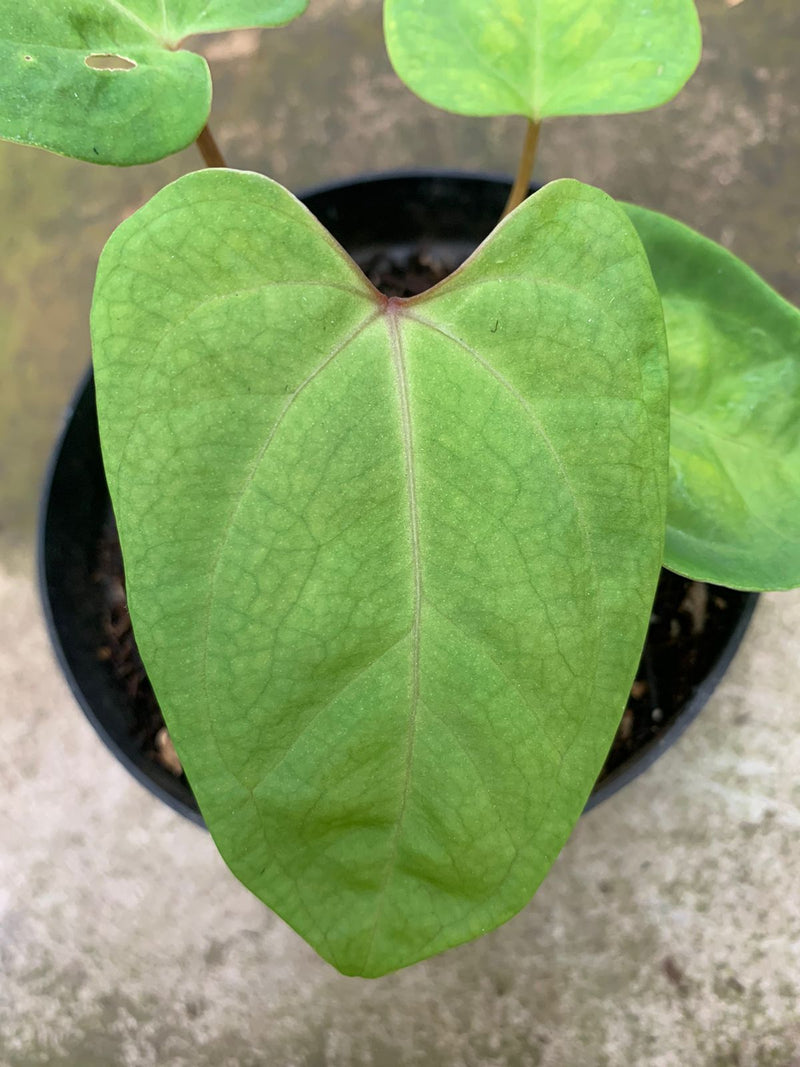 Anthurium Papillilaminum Golden