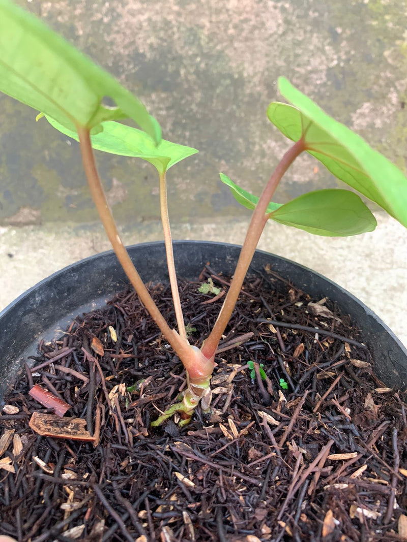 Anthurium Papillilaminum Golden