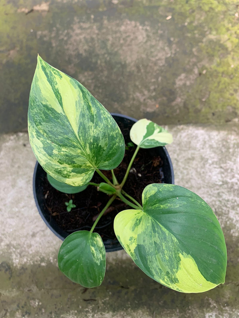 Homalomena Rubescen Variegated
