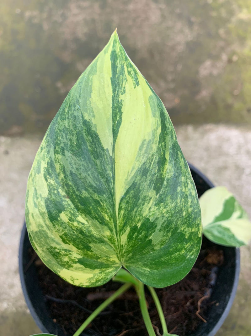Homalomena Rubescen Variegated