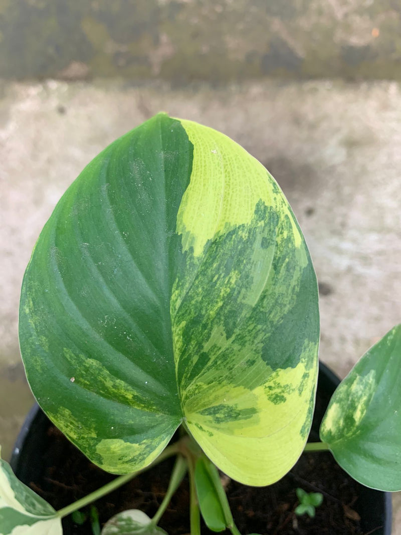 Homalomena Rubescen Variegated