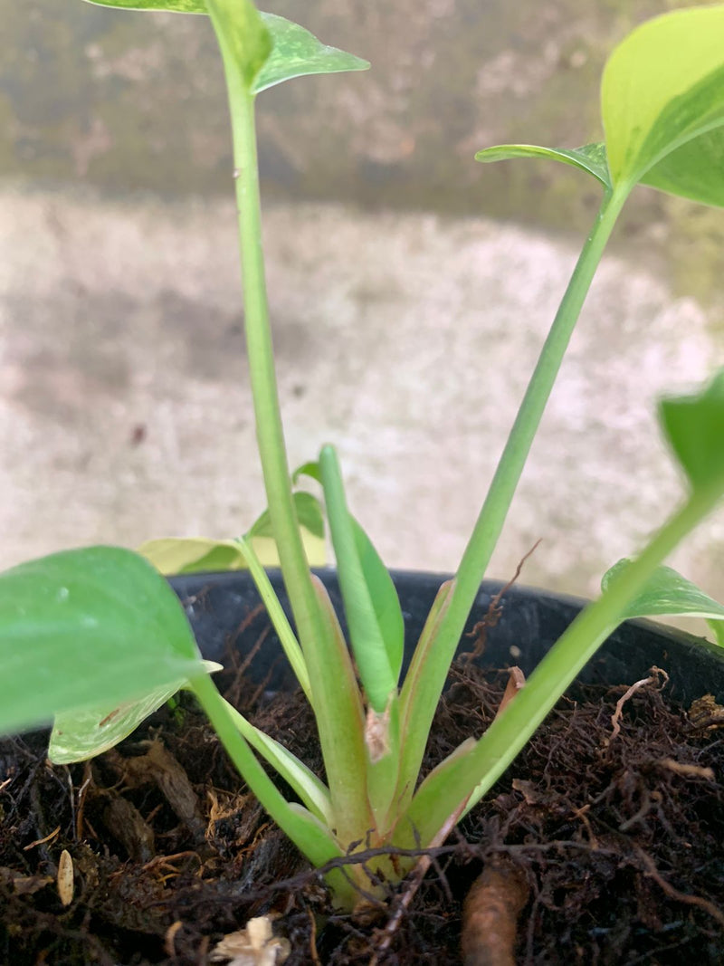 Homalomena Rubescen Variegated