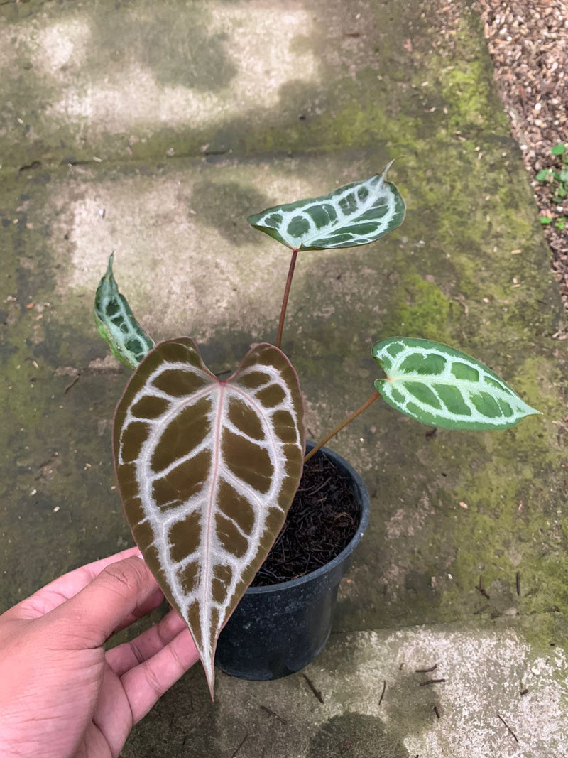 Anthurium Muchlis x Red Crystallinum