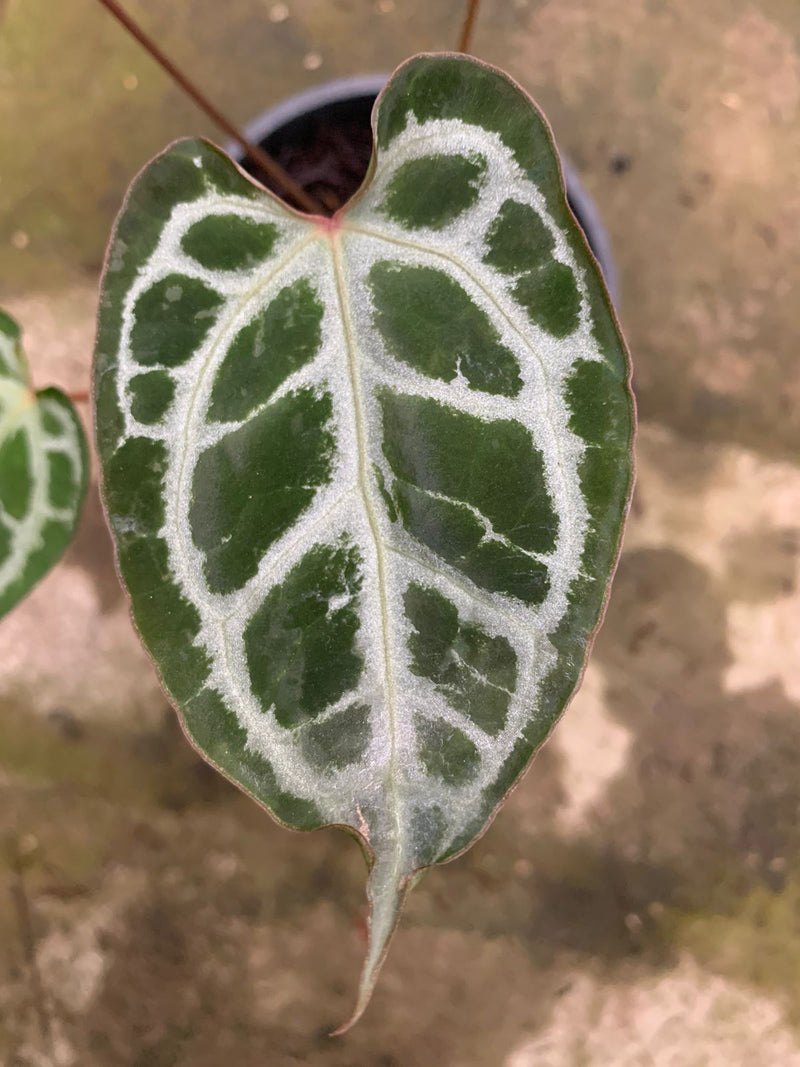 anthurium crystallinum hybrid Anthurium Muchlis x Red Crystallinum — Aroidasia