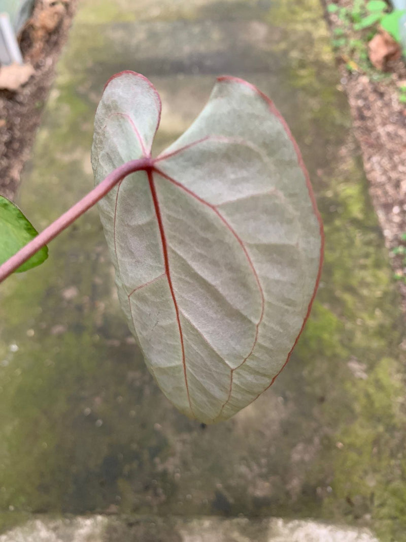 Anthurium Muchlis x Red Crystallinum