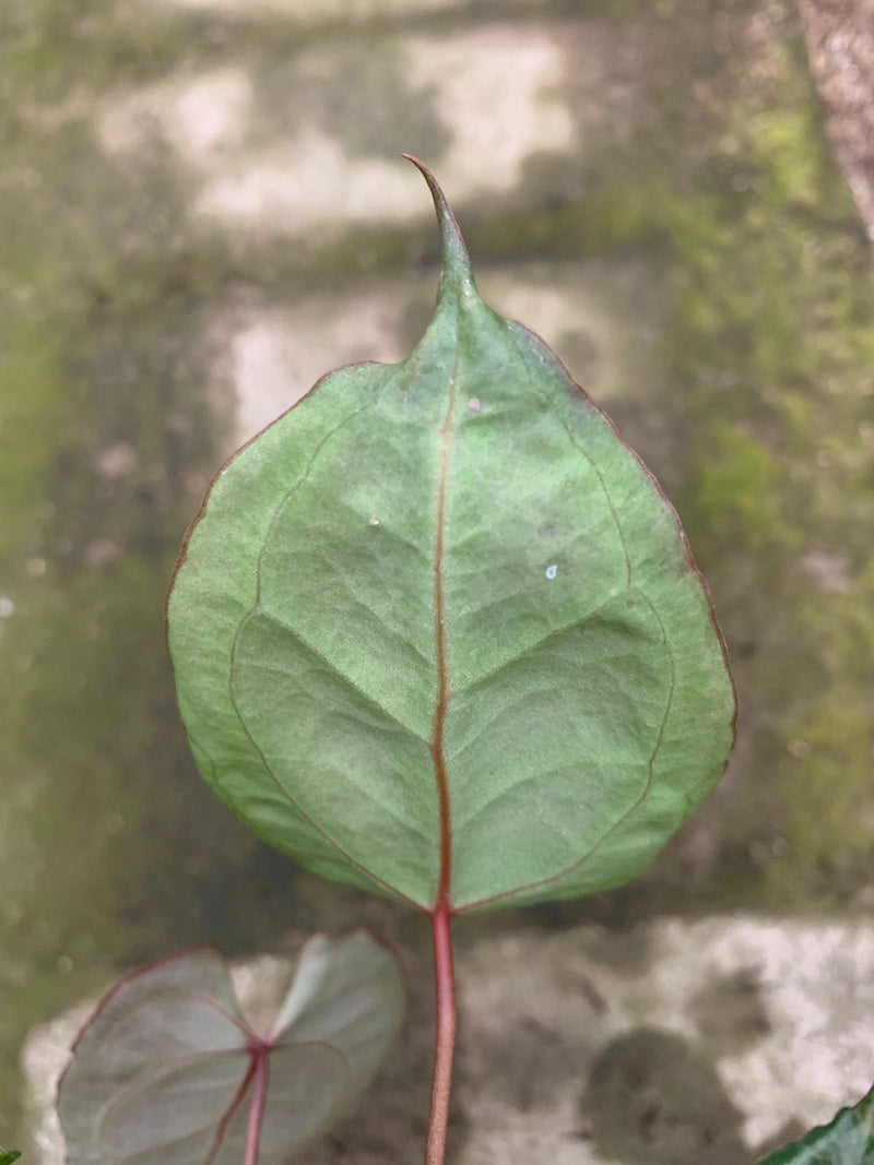 Anthurium Muchlis x Red Crystallinum