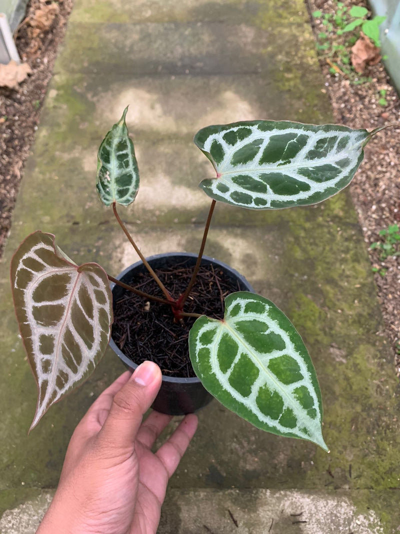 Anthurium Muchlis x Red Crystallinum