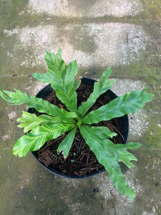 Cadaca Variegated