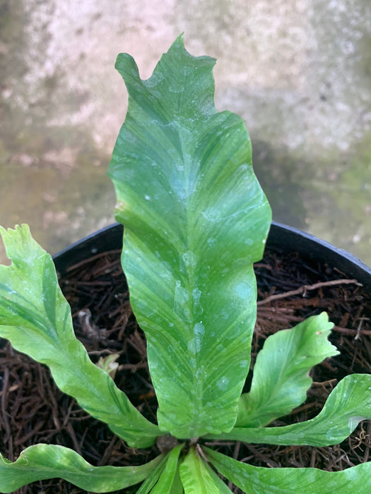 Cadaca Variegated