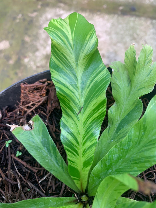 Cadaca Variegated