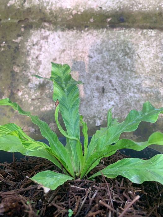 Cadaca Variegated