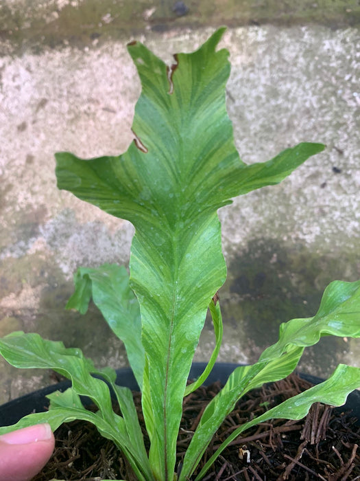 Cadaca Variegated