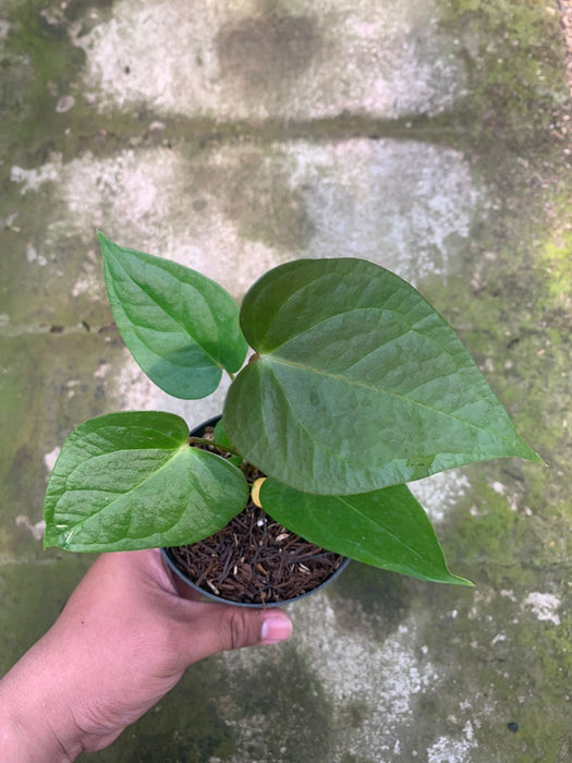 Anthurium Cemberlaini