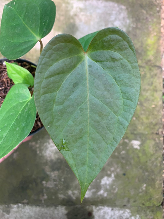 Anthurium Cemberlaini