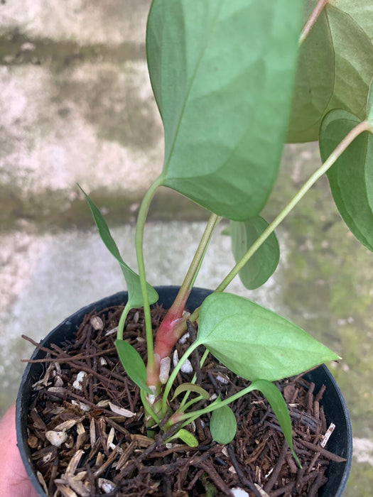 Anthurium Cemberlaini