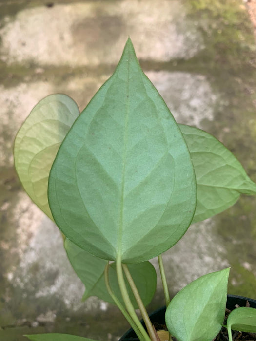 Anthurium Cemberlaini