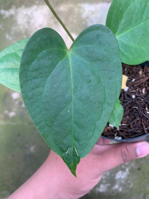 Anthurium Cemberlaini