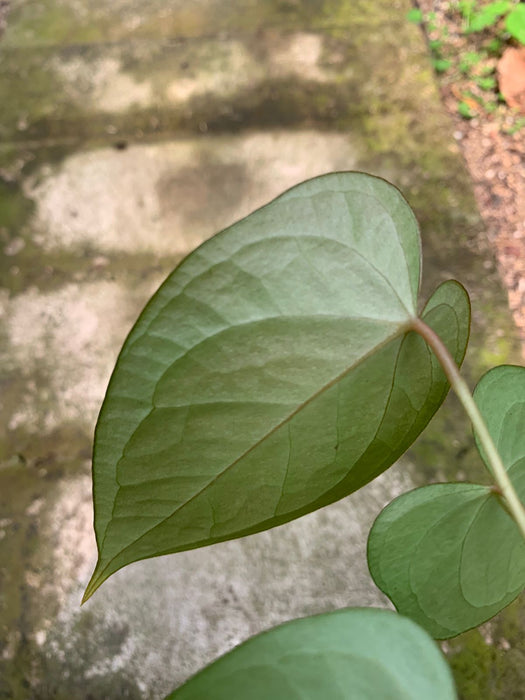 Anthurium Cemberlaini