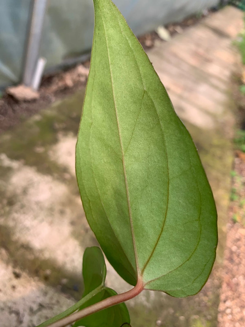 Anthurium Nigrolaminum Gigi x Papillilaminum