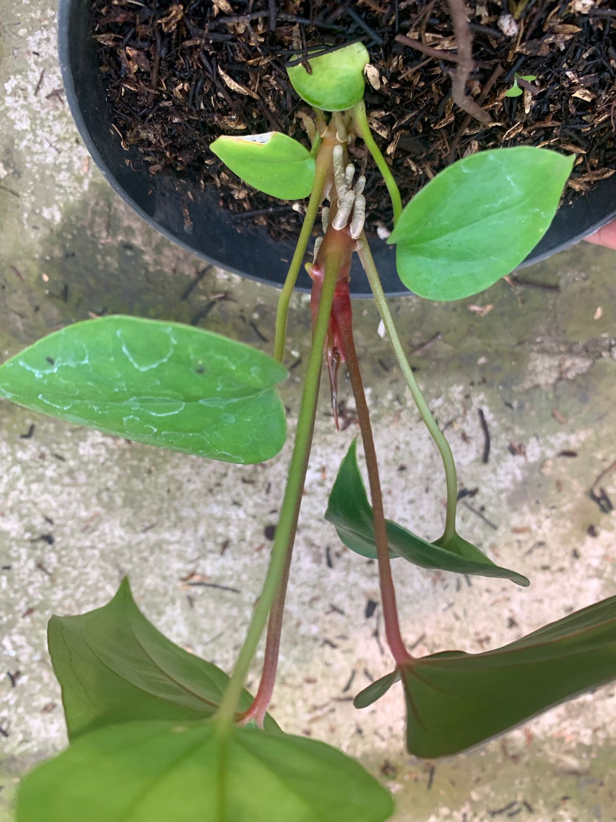Anthurium Nigrolaminum Gigi x Papillilaminum — Aroidasia